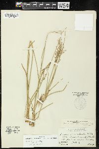 Juncus marginatus var. biflorus image