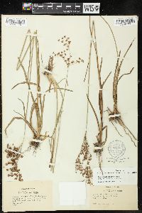 Juncus marginatus var. biflorus image