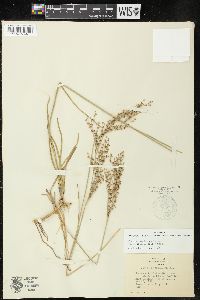 Juncus marginatus var. biflorus image