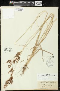Juncus marginatus var. biflorus image