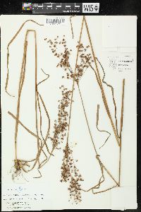 Juncus marginatus var. biflorus image