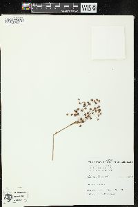 Juncus marginatus var. biflorus image