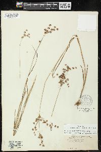 Juncus marginatus var. marginatus image