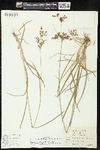 Juncus marginatus var. marginatus image
