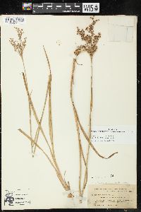 Juncus marginatus var. biflorus image