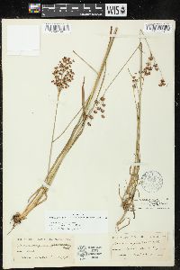 Juncus marginatus var. biflorus image