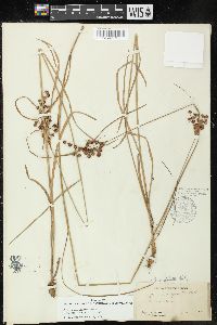 Juncus marginatus var. biflorus image