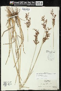 Juncus marginatus var. biflorus image