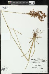 Juncus marginatus var. biflorus image