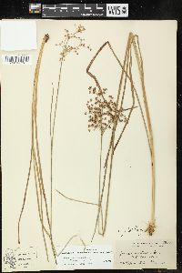 Juncus marginatus var. biflorus image
