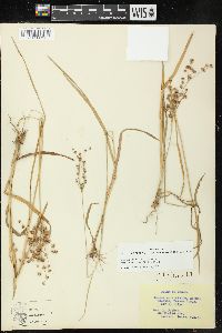 Juncus marginatus var. biflorus image