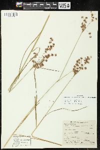 Juncus marginatus var. biflorus image