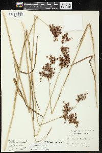 Juncus marginatus var. biflorus image