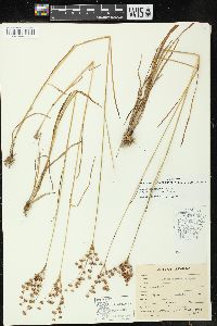 Juncus marginatus var. biflorus image