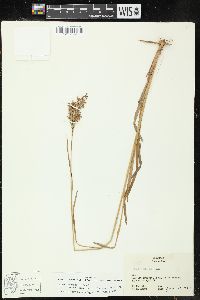 Juncus marginatus var. biflorus image