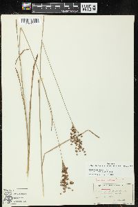 Juncus marginatus var. biflorus image