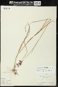 Juncus marginatus var. biflorus image