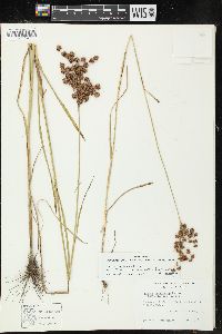 Juncus marginatus var. biflorus image