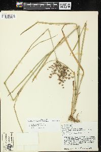 Juncus marginatus var. biflorus image
