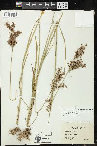 Juncus marginatus var. biflorus image