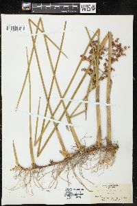 Juncus militaris image