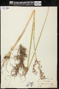 Juncus militaris image