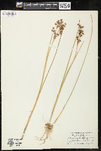 Juncus militaris image