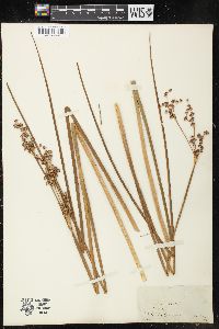 Juncus militaris image