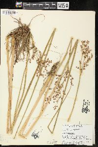 Juncus militaris image