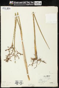 Juncus militaris image