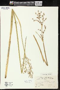 Juncus militaris image