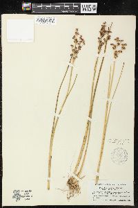 Juncus militaris image