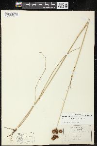 Juncus megacephalus image