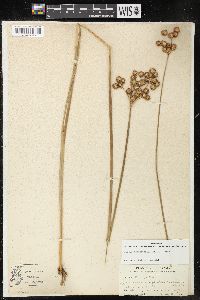 Juncus megacephalus image