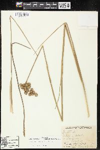 Juncus megacephalus image