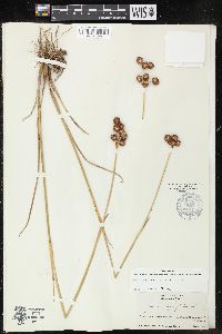 Juncus megacephalus image