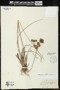 Juncus megacephalus image