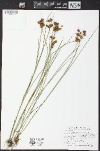 Juncus nodosus image