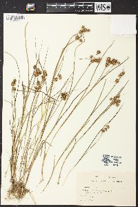 Juncus nodosus image