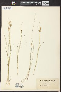 Juncus nodosus image