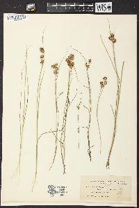 Juncus nodosus var. genuinus image