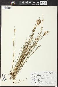 Juncus nodosus image