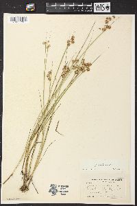 Juncus nodosus image