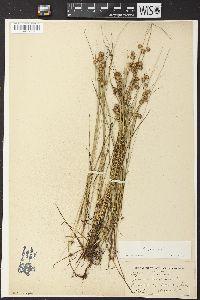 Juncus nodosus image