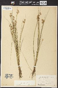 Juncus nodosus image