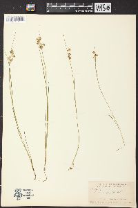 Juncus nodosus image