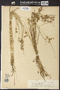 Juncus nodosus image