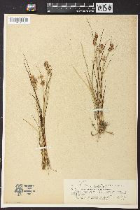 Juncus nodosus image