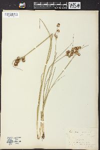 Juncus nodosus image