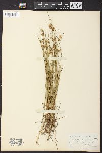 Juncus nodosus image